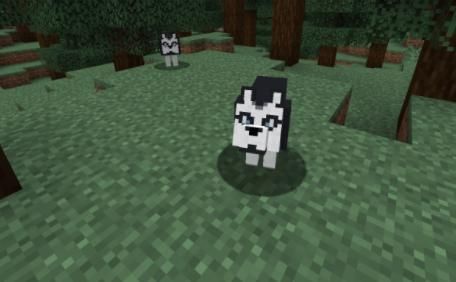 我的世界有哪些生物能被驯服!w300